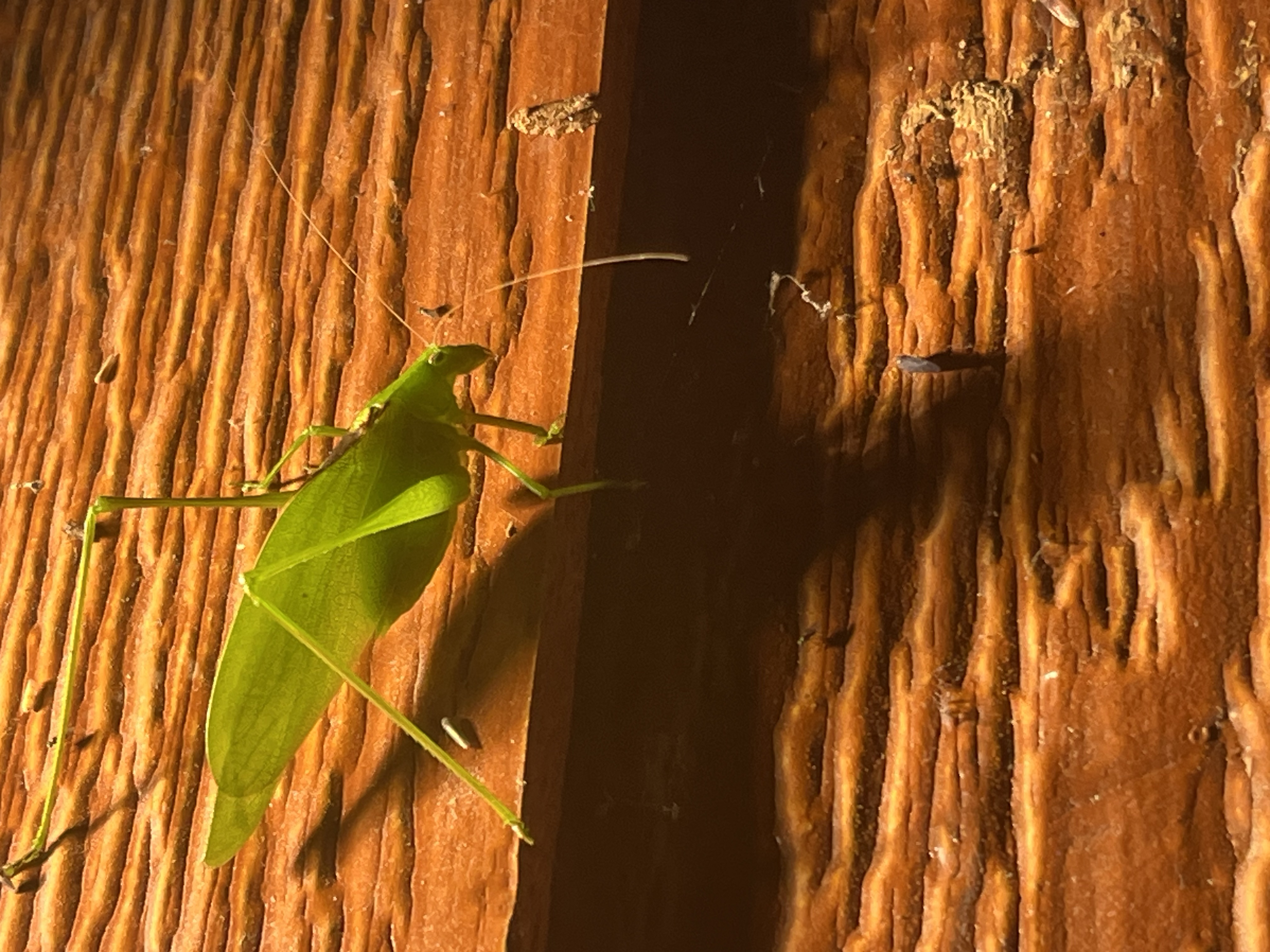 Katydid