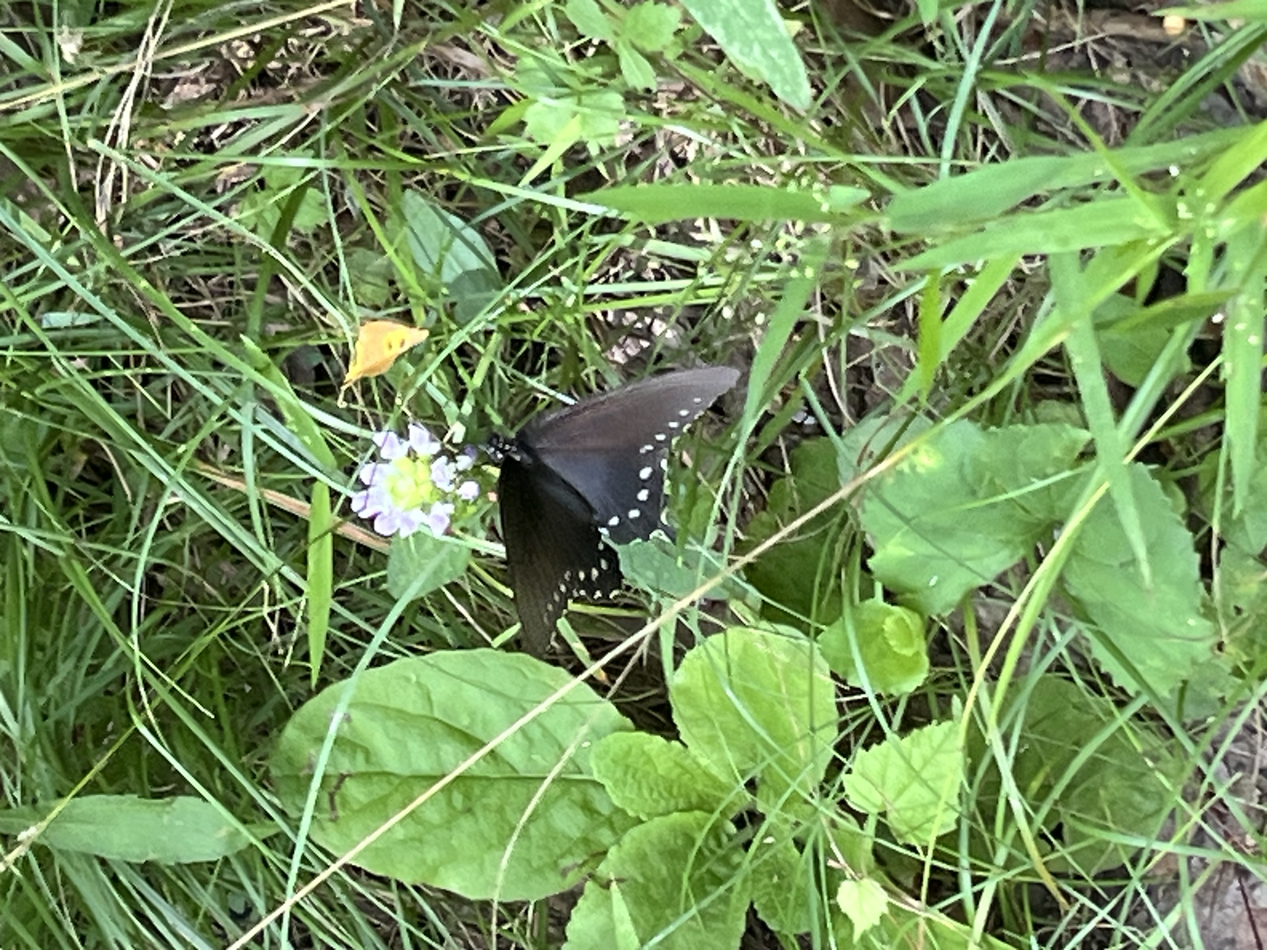 Pipevine Swallowtail