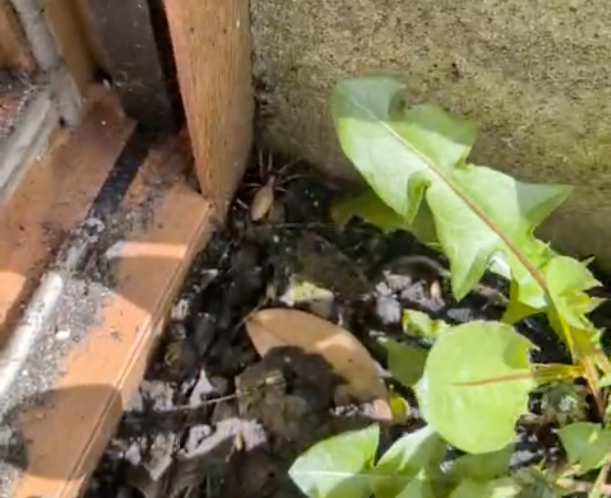 Woodlouse spider